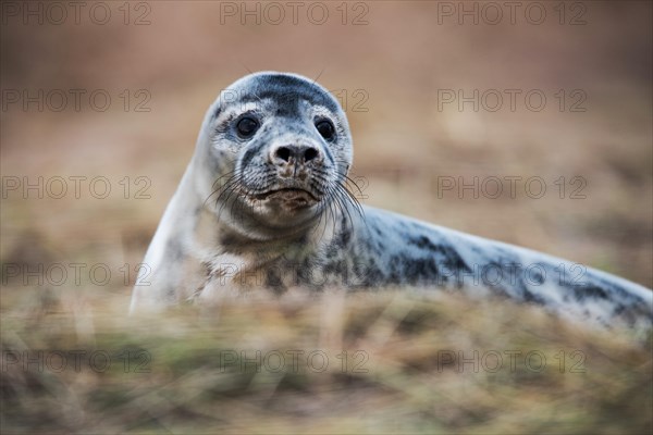 Gray Seal puppy