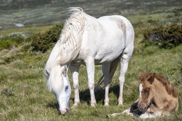 Norwegian fjord horses