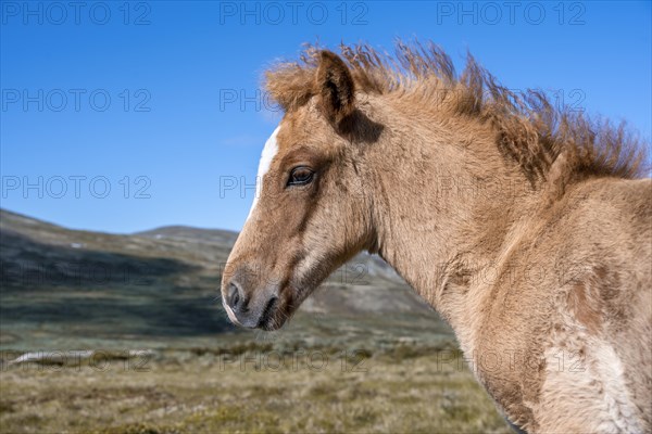 Norwegian fjord horse