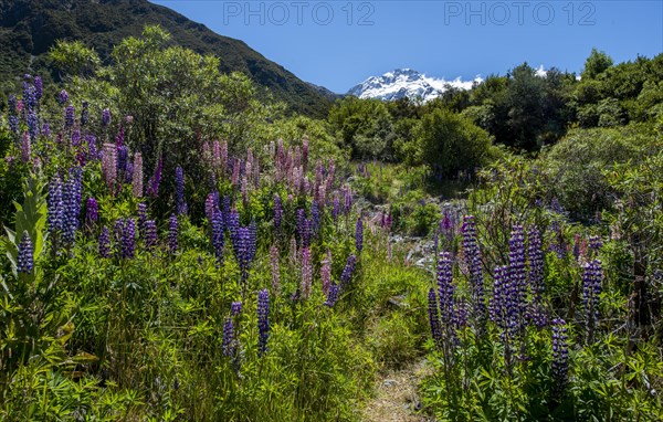 Walking path through purple multiflora lupines