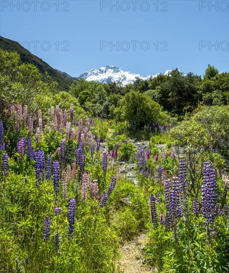 Walking path through lupines