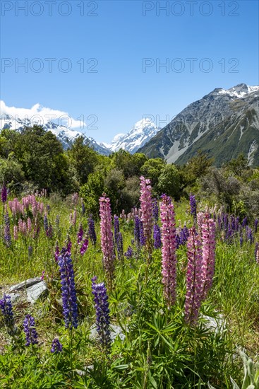 Purple multileaved lupines