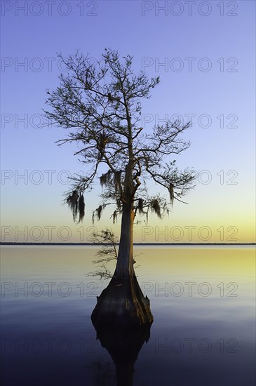 Bald cypress