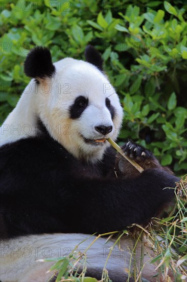 Giant Panda