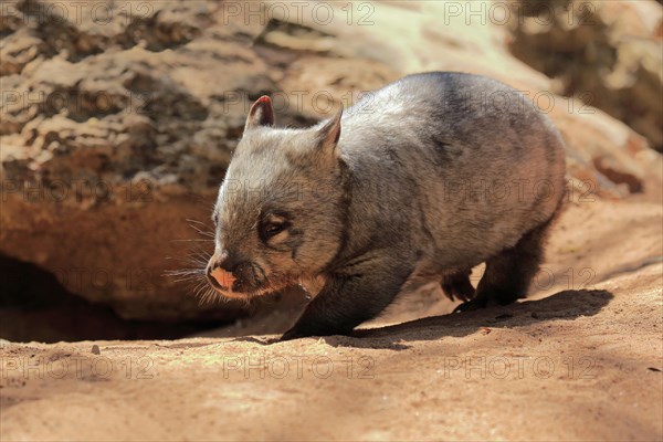 Southern hairy-nosed wombat