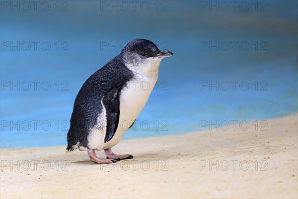 Little penguin