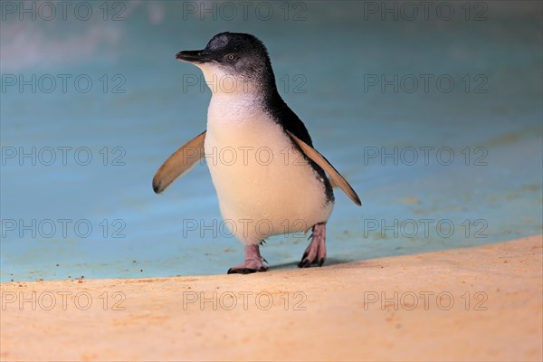 Little penguin