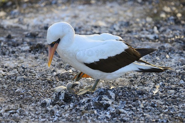 Nazca booby