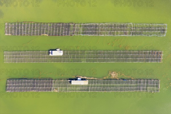 Mussel and oyster farming in the Bahia del Fangar