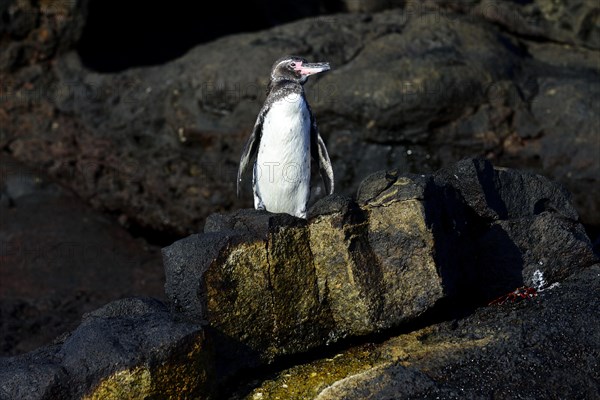 Galapagos Penguin