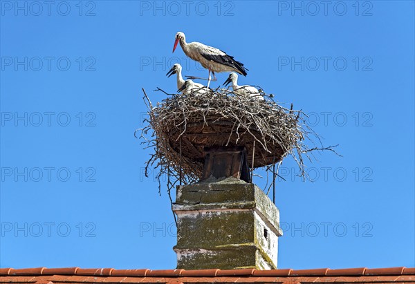 White stork family with three young in the nest