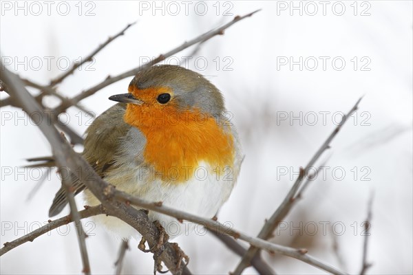 European robin