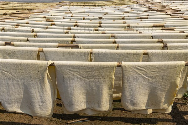 Fresh made rubber sheets at a Rubber plantation near Myeik or Mergui