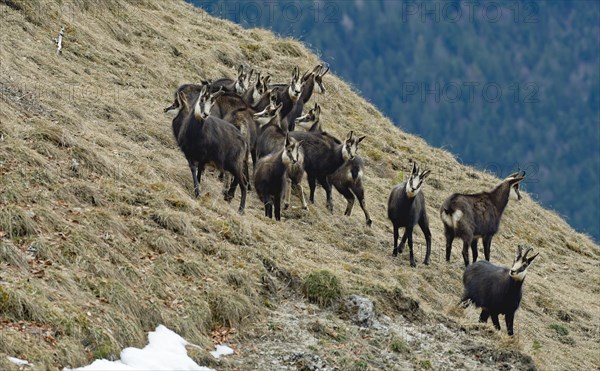 Alpine chamois