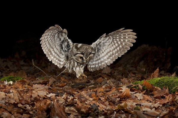 Tengmalm's owl