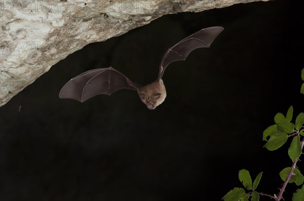 Greater horseshoe bats