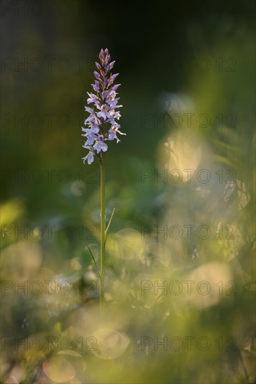 Spotted orchid