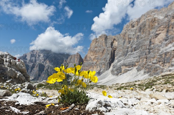 Yellow alpine poppy or Rhaetian alpine poppy