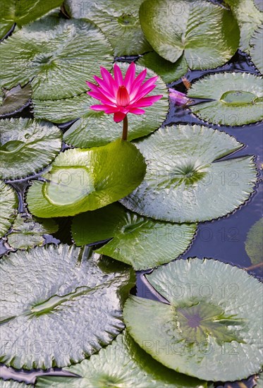 Water lily pond in the spa park Water lily