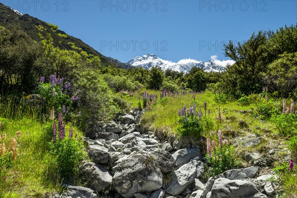 Walking path through purple multiflora lupines