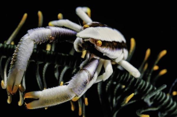 Feather Star Jumping Shrimp