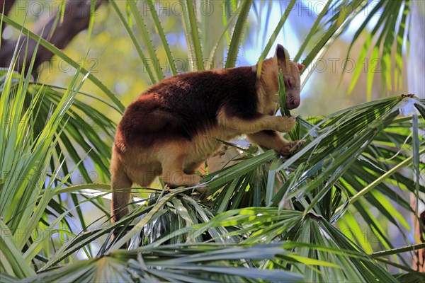 Goodfellow tree kangaroo