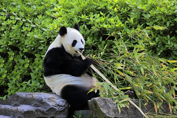 Giant Panda