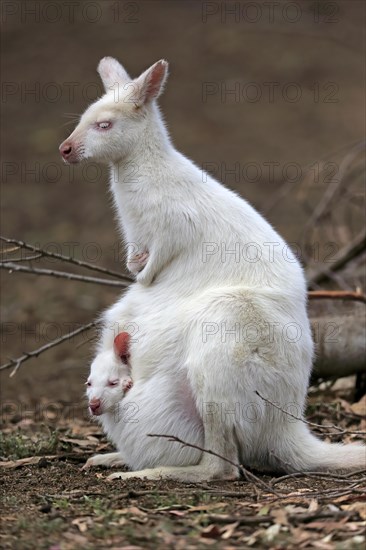 Red-necked wallaby