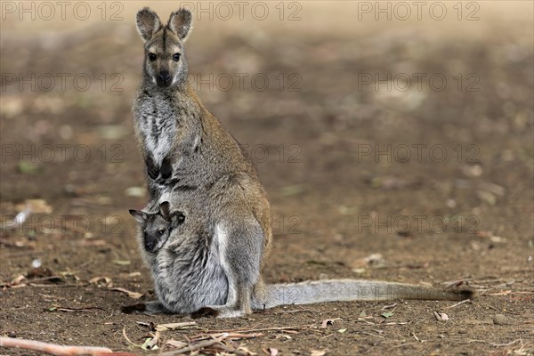 Red-necked wallaby