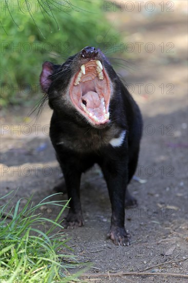 Tasmanian devil