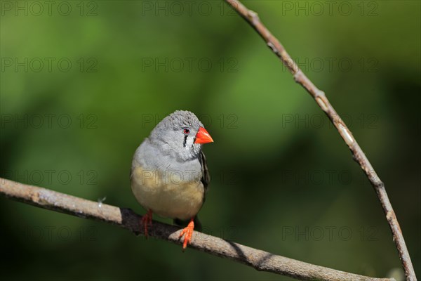 Zebra finch