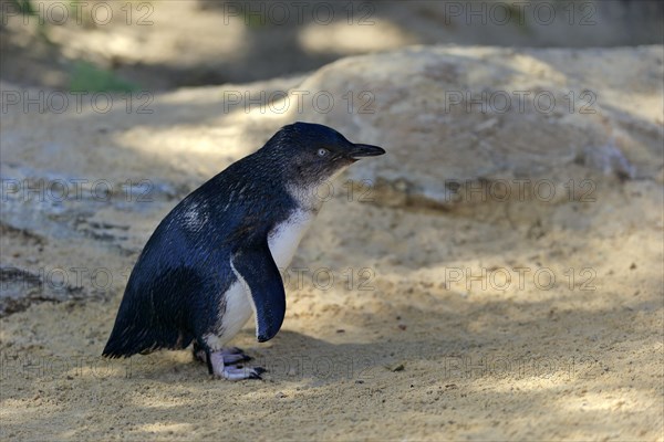 Little penguin