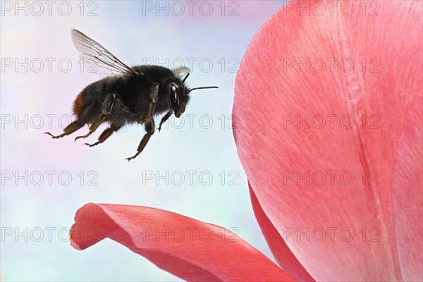 Red-tailed bumblebee