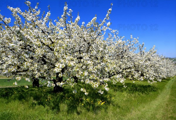 Orchard
