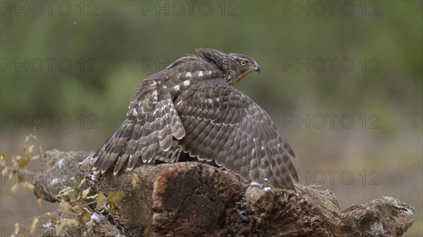 Northern goshawk