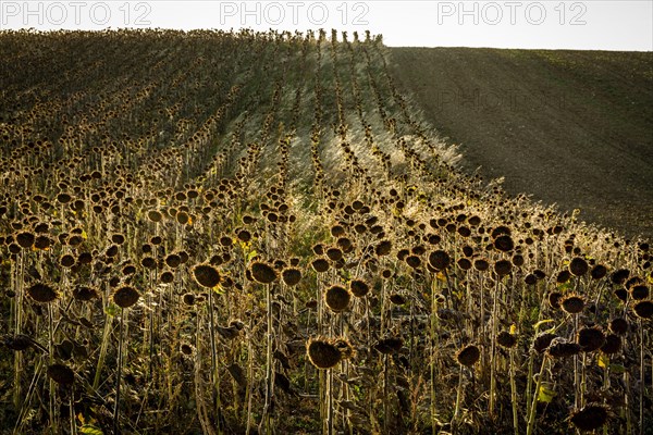 Field of faded sunflowers