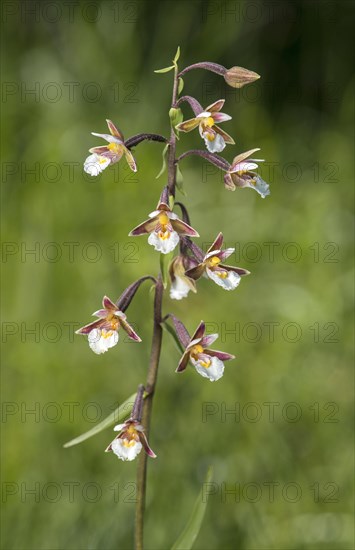 Marsh Helleborine