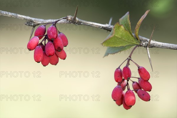 Fruits of the common barberry