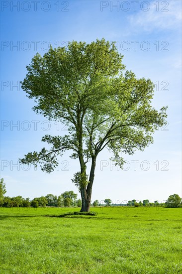 Black poplar