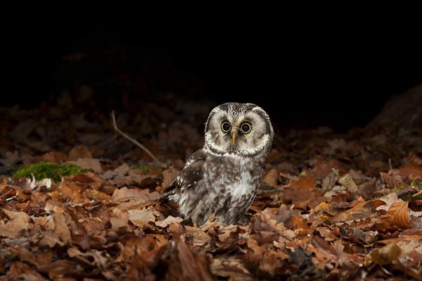 Tengmalm's owl