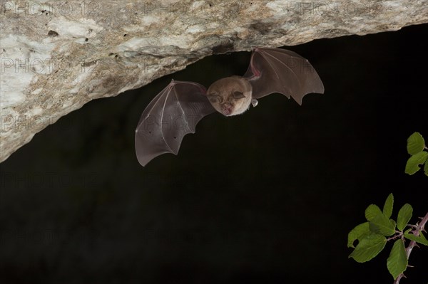 Greater horseshoe bats