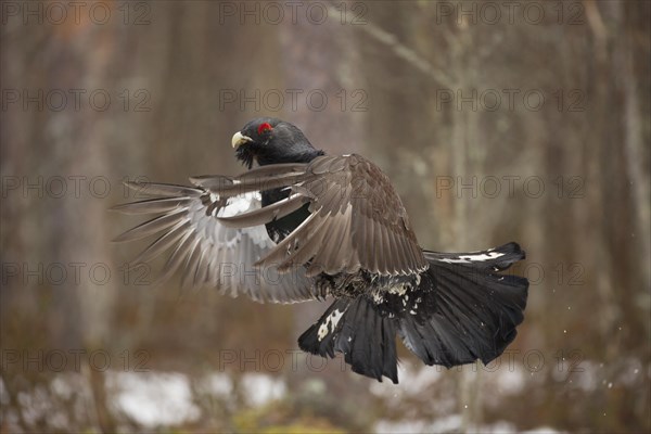 Western capercaillie