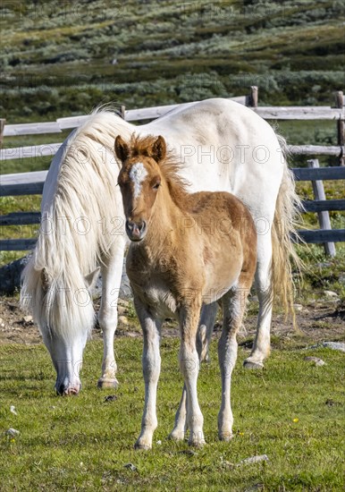 Norwegian fjord horses