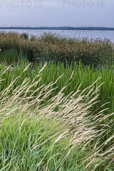 Shore landscape in the Filso nature reserve