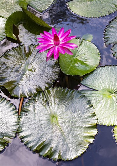 Water lily