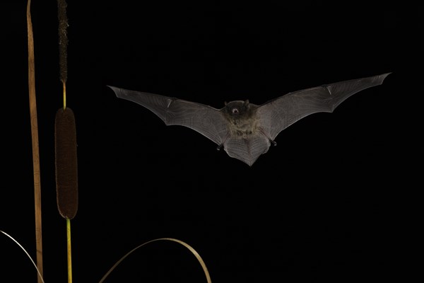 Nathusius's pipistrelle