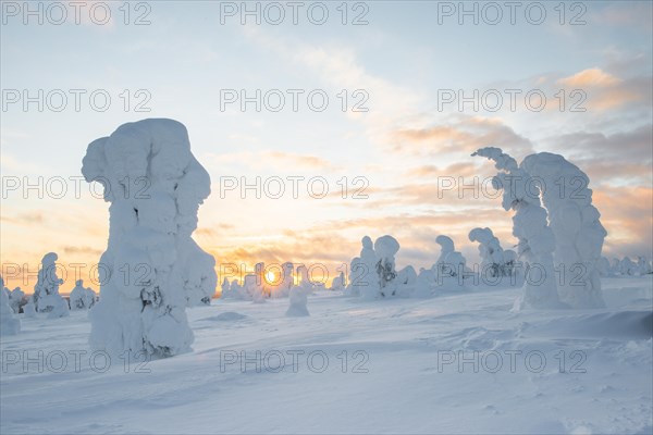 Snow-covered trees