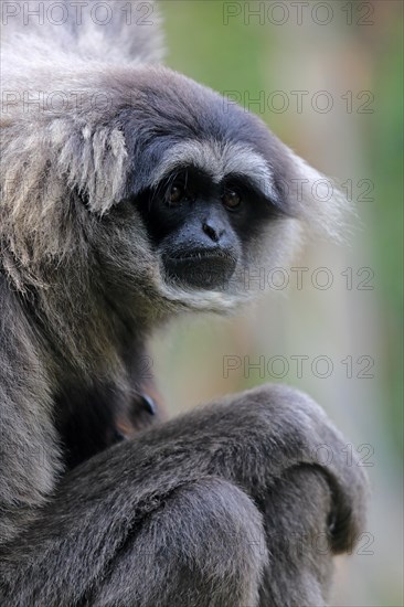 Silvery gibbon