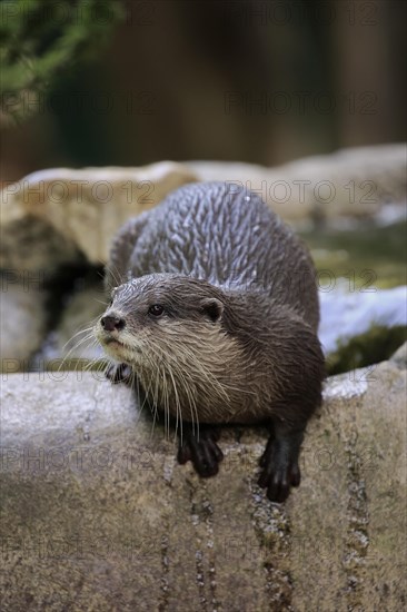 Oriental small-clawed otter