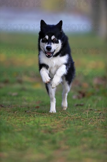 Alaskan Malamute